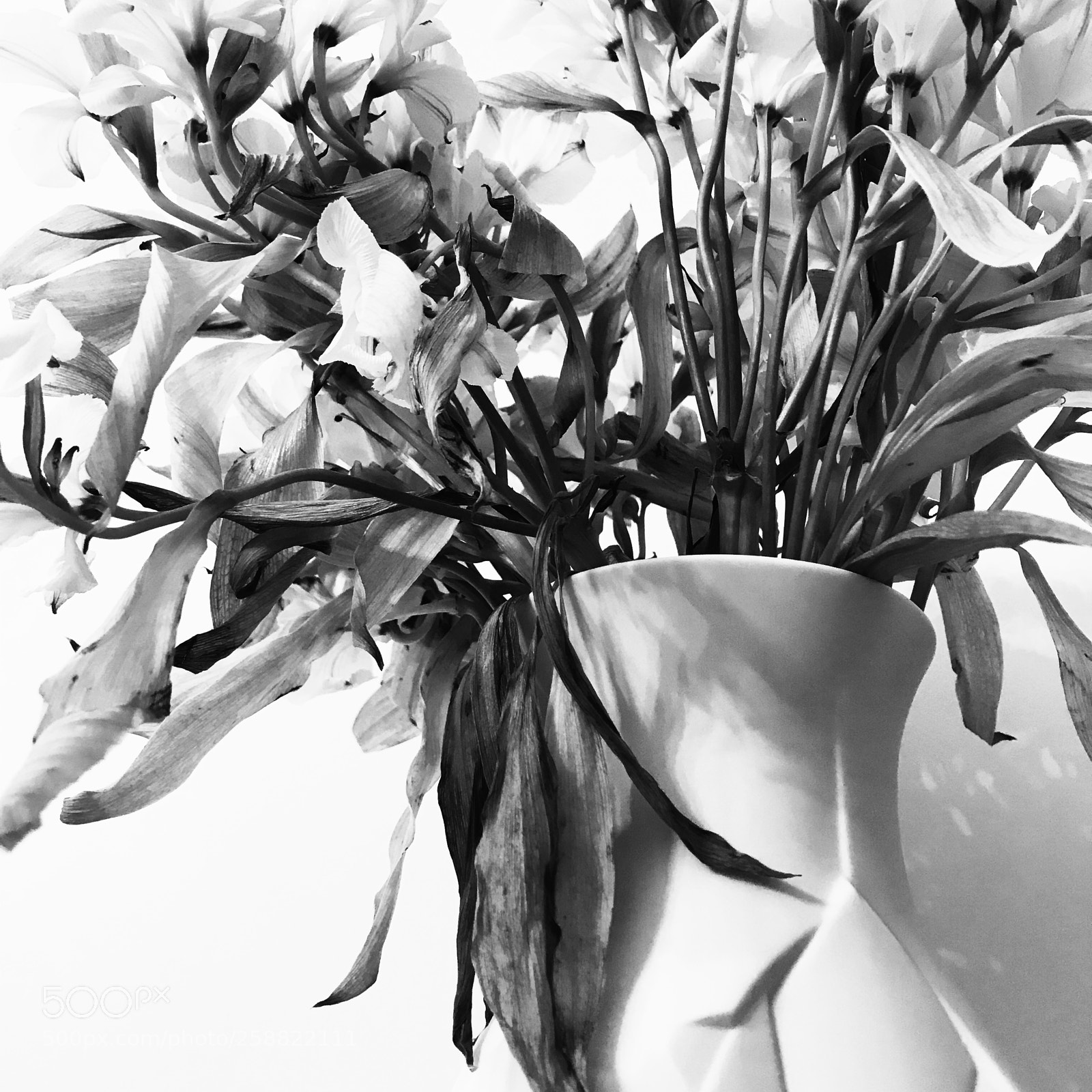 Apple iPhone 7 sample photo. Fin photography