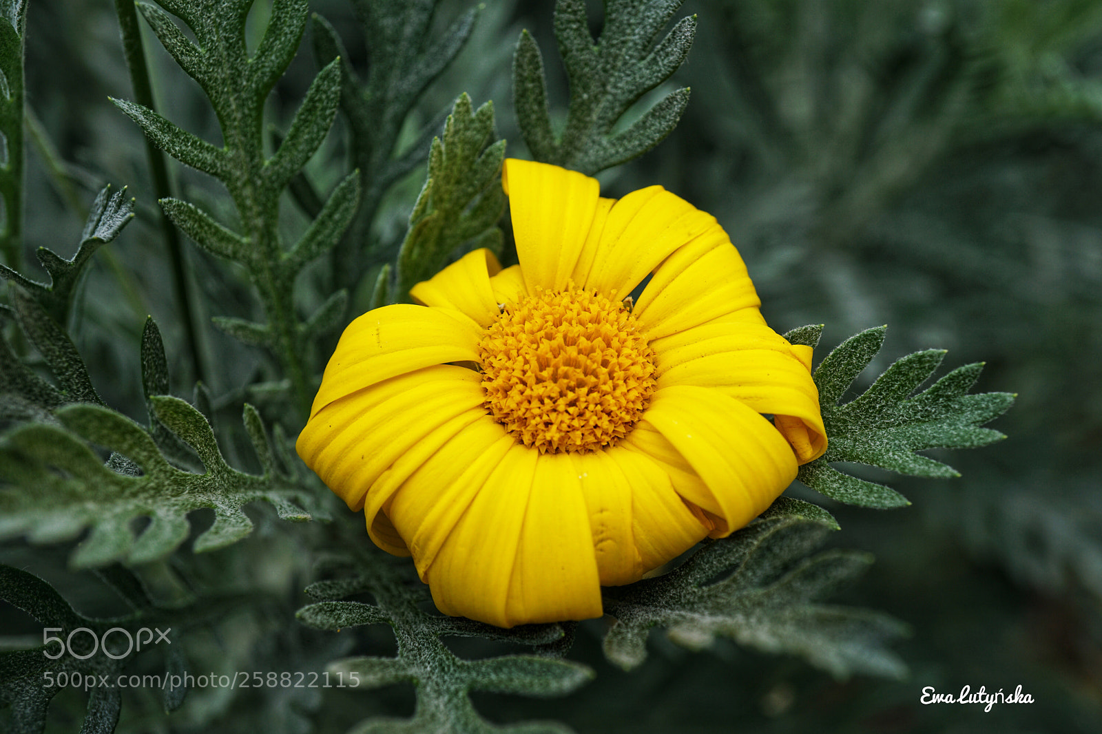 Sony a6000 sample photo. Little sunshine for you  photography