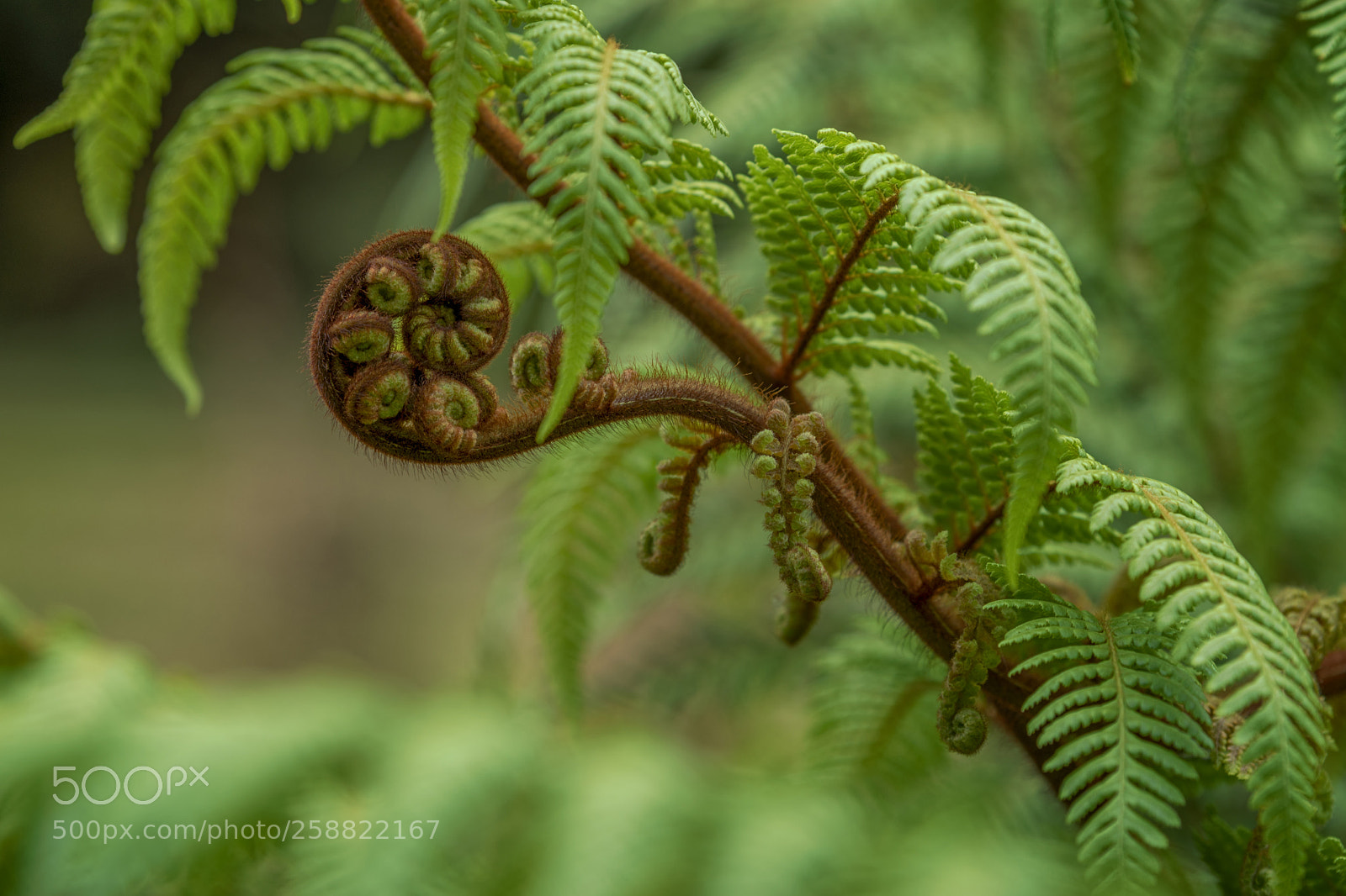 Pentax K-1 sample photo. Sprouting fern photography