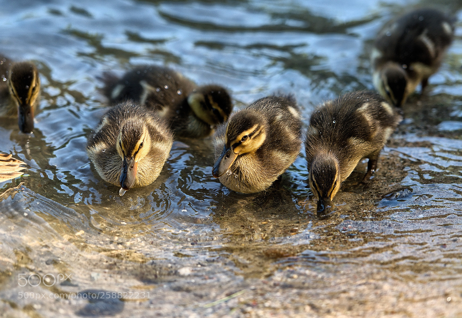 Nikon D800 sample photo. Blicke photography