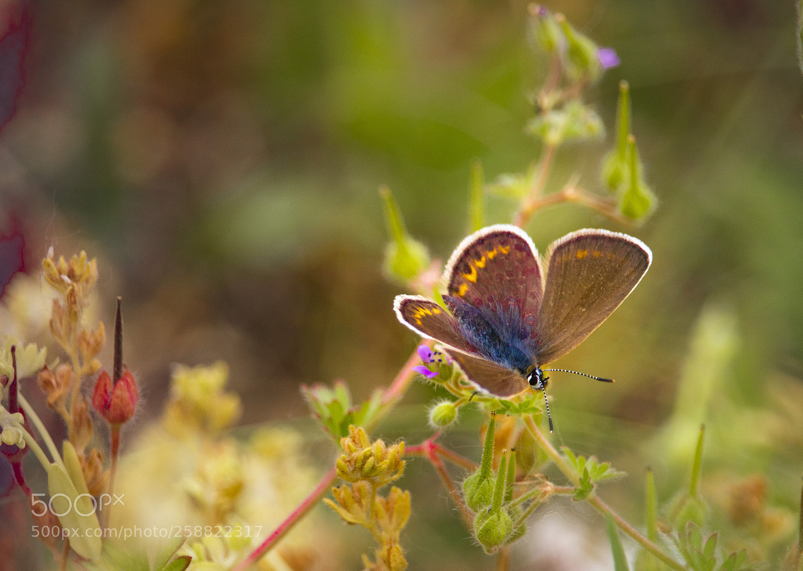 Canon EOS 750D (EOS Rebel T6i / EOS Kiss X8i) sample photo. Butterfly photography