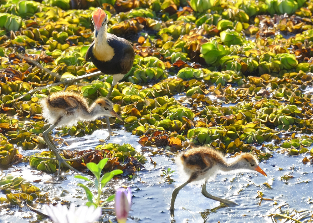 Fujifilm X-T1 sample photo. Jesus bird and chicks photography