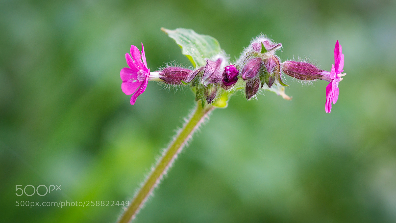 Sony a6000 sample photo. Rote lichtnelke (silene dioica) photography