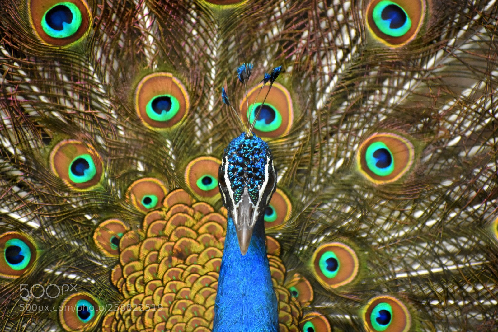 Nikon D7200 sample photo. Peacock photography