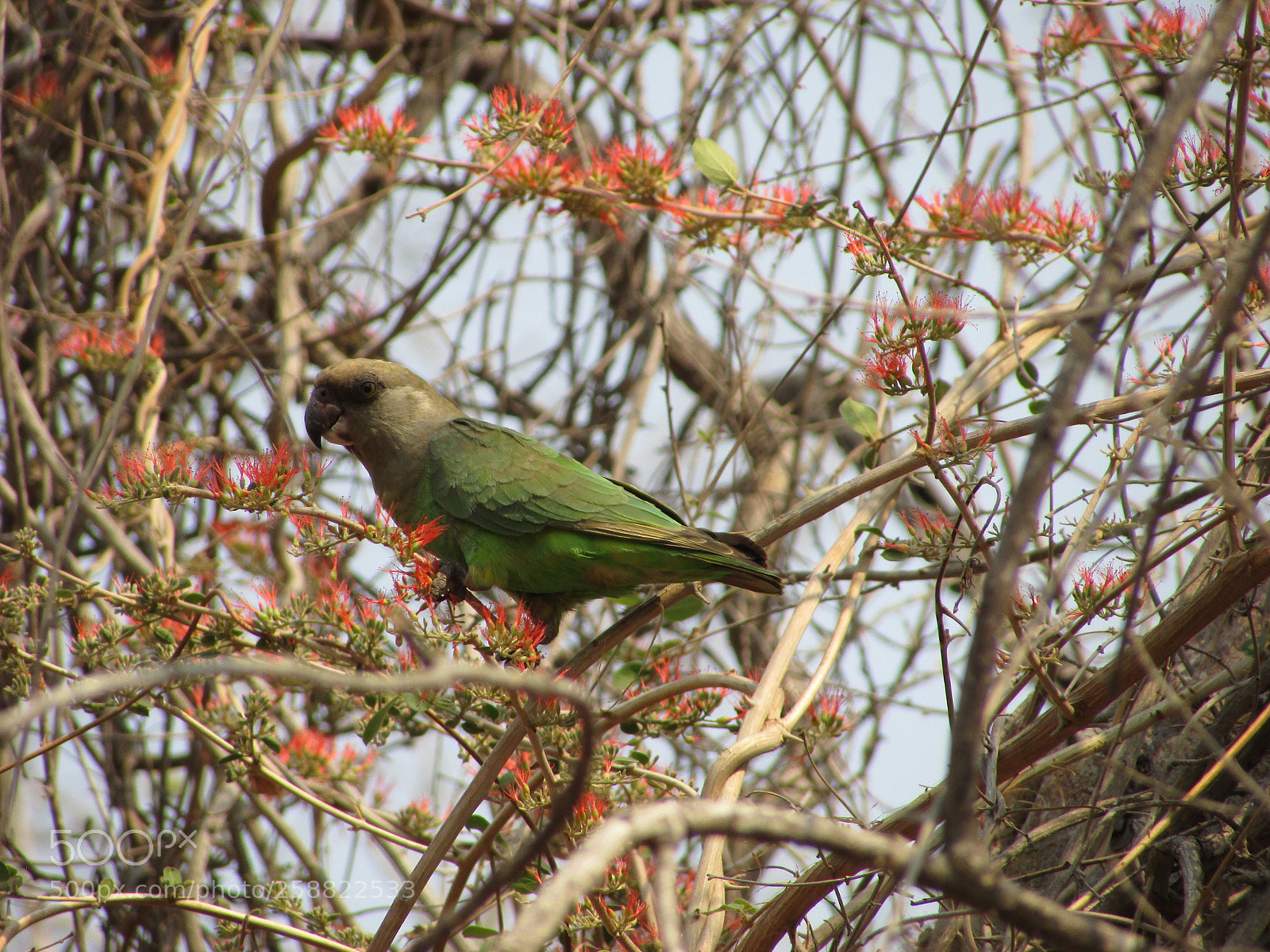 Canon PowerShot SX400 IS sample photo. Nice bird photography