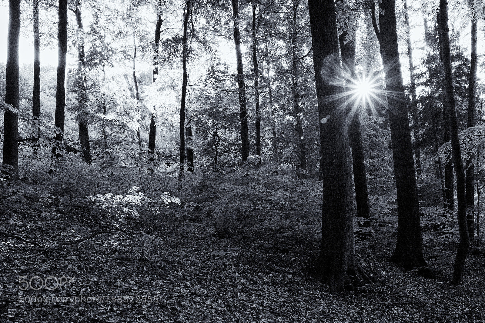 Nikon D7200 sample photo. Beech forest in spring photography