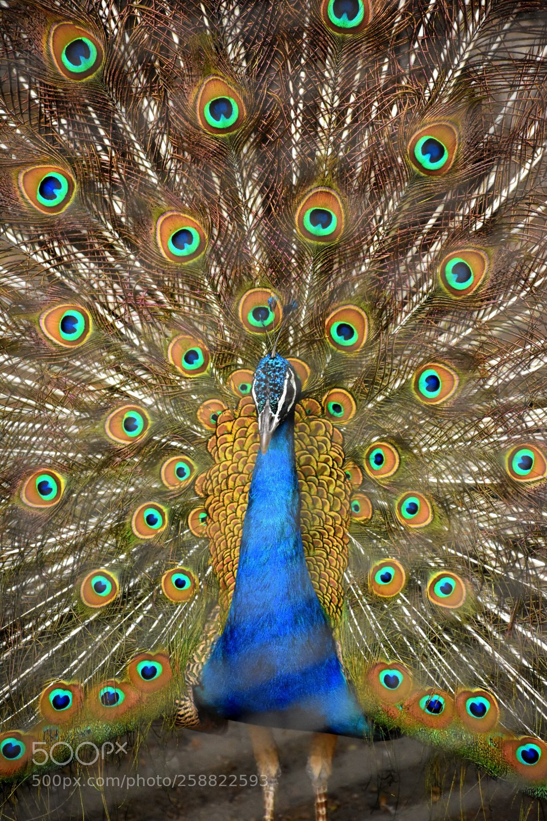 Nikon D7200 sample photo. Dancing peacock photography