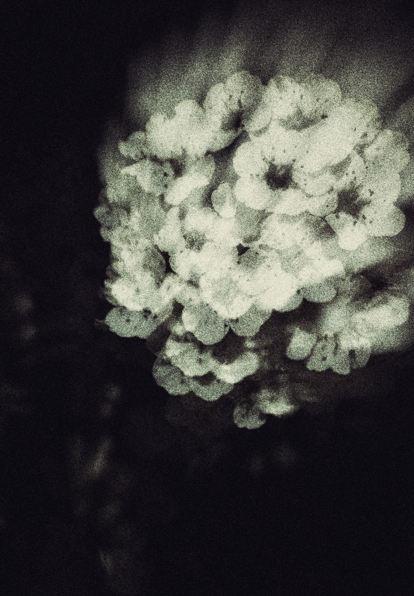 HUAWEI P10 Plus sample photo. Abstract flower photography