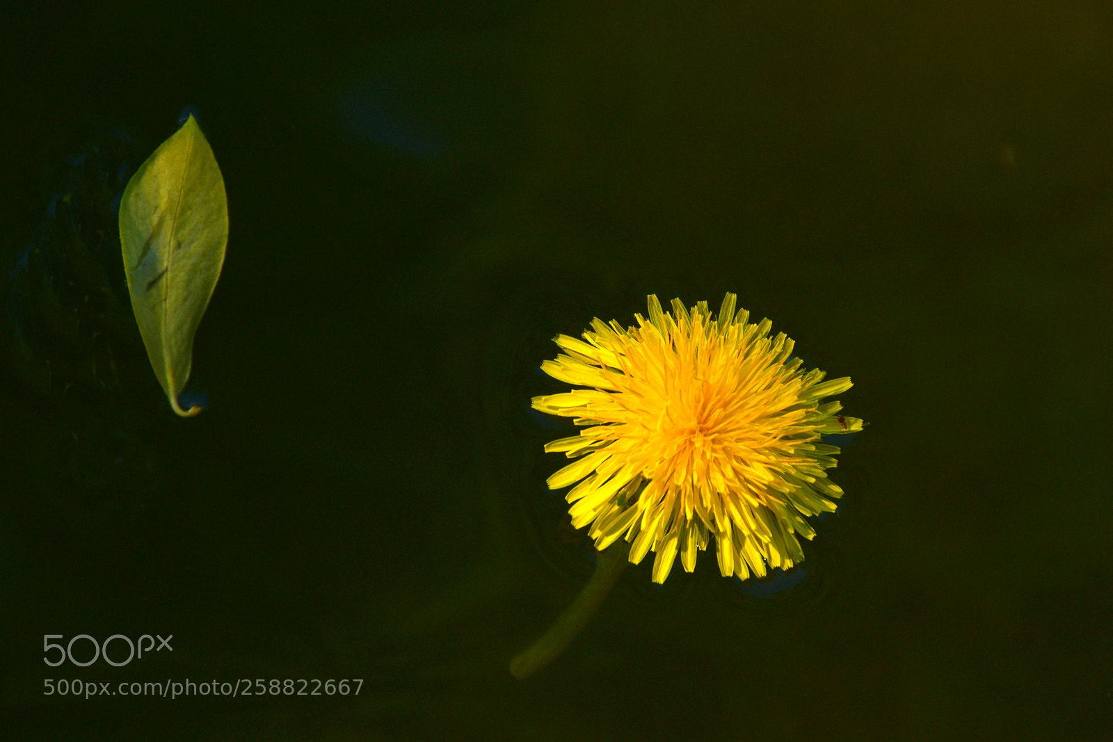 Nikon D3300 sample photo. Couple photography