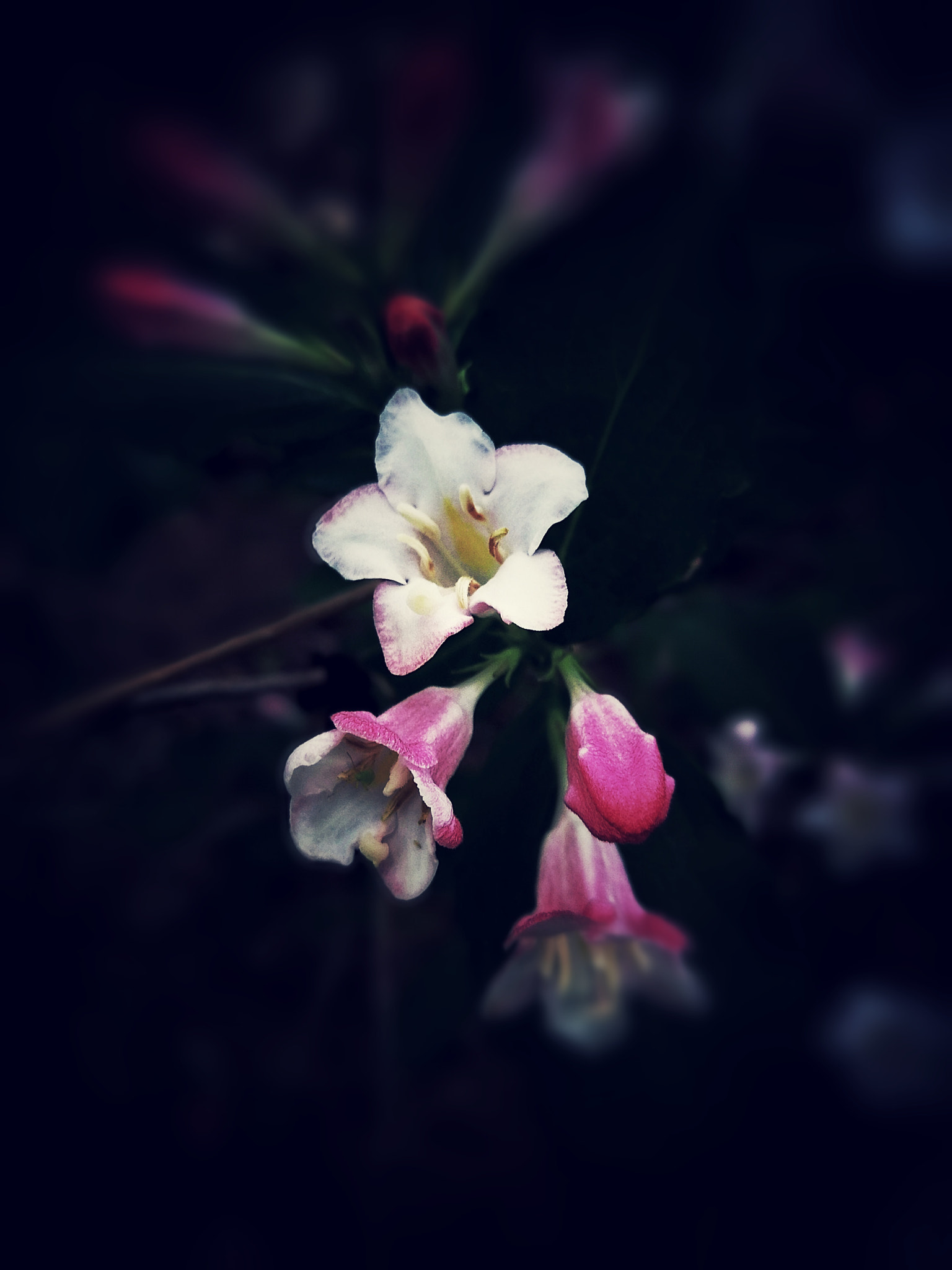 HUAWEI P10 Plus sample photo. Three flowers photography