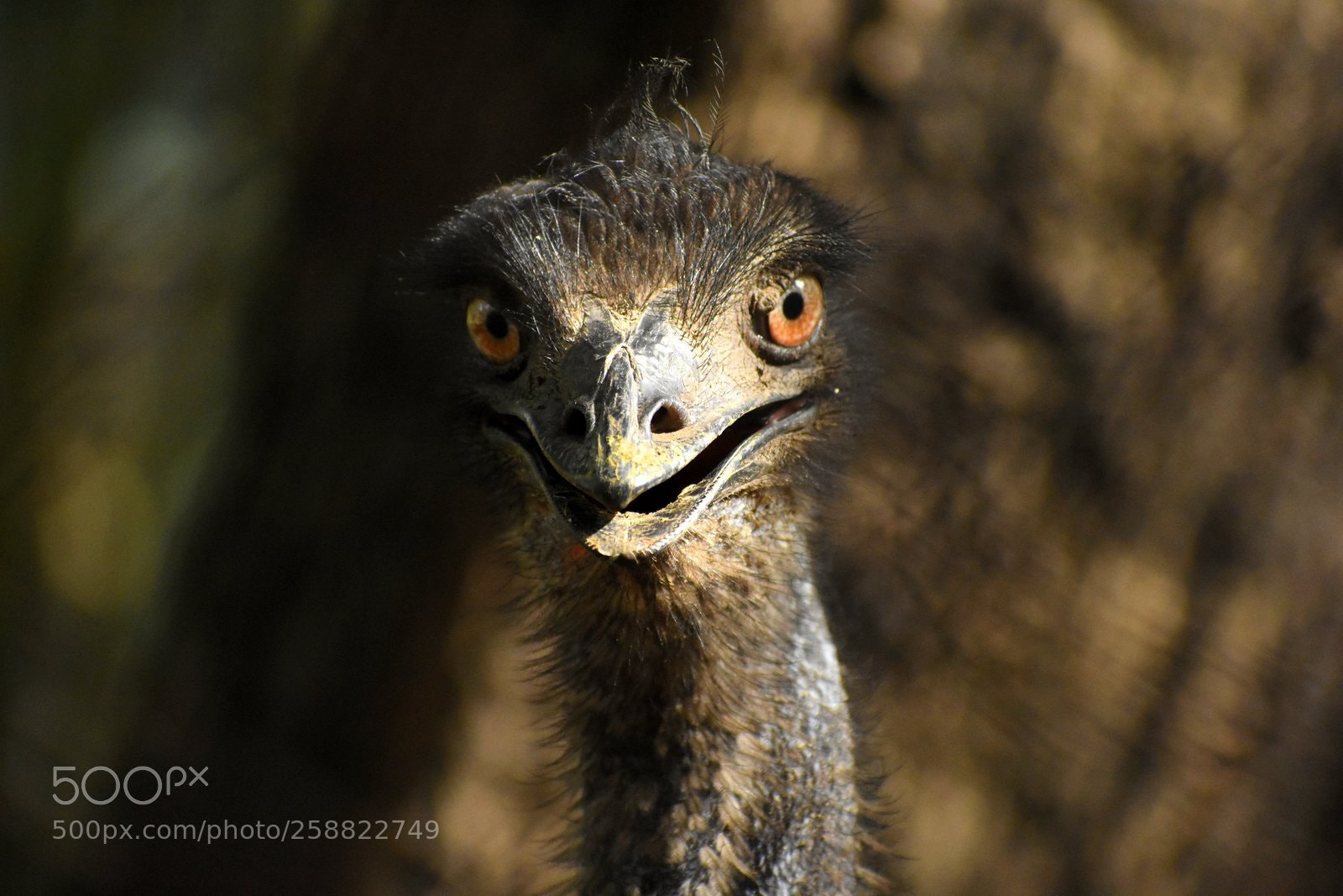 Nikon D7200 sample photo. Emu photography