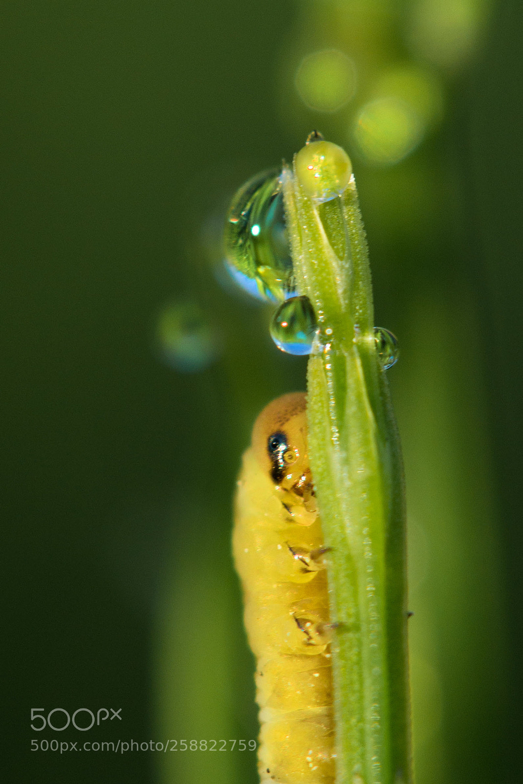 Canon EOS 600D (Rebel EOS T3i / EOS Kiss X5) sample photo. Caterpillar photography