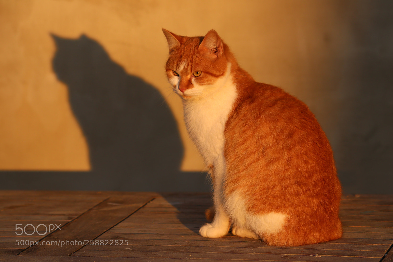 Canon EOS 80D sample photo. Untitled photography