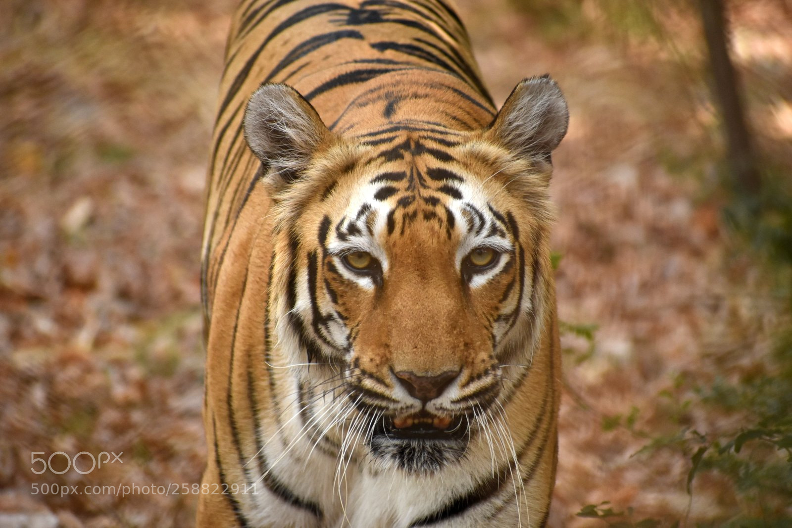 Nikon D7200 sample photo. Tiger photography