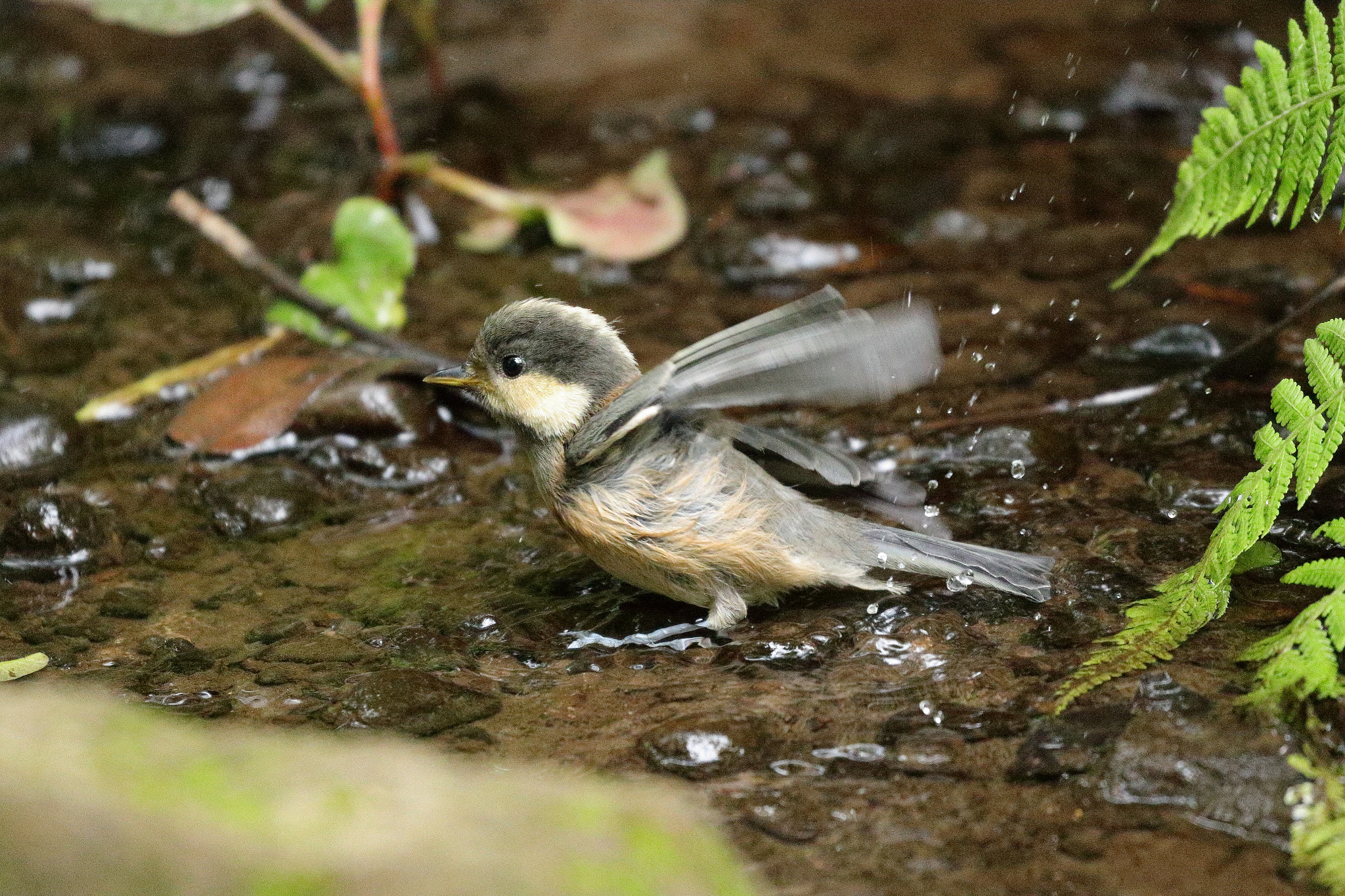 Canon EOS 7D Mark II sample photo. Baby bird ヤマガラ幼鳥の水浴び 7i2a3723 photography