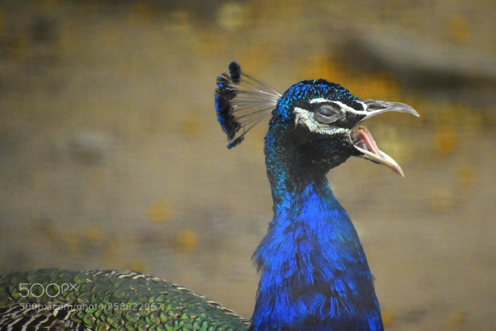 Nikon D7200 sample photo. Peacock photography