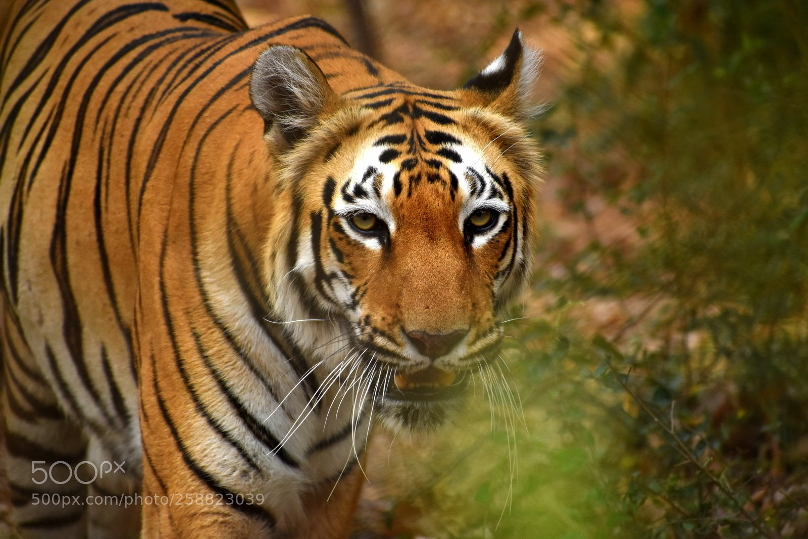 Nikon D7200 sample photo. Tiger photography