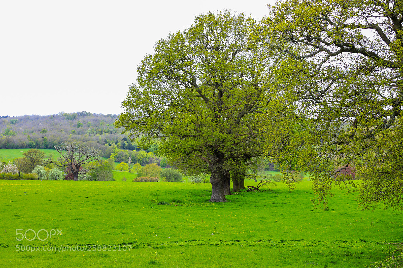 Canon EOS 5D Mark IV sample photo. Untitled photography