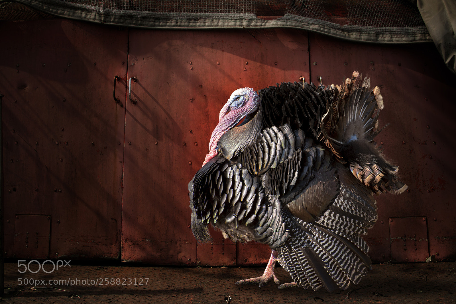 Nikon D750 sample photo. The turkey photography