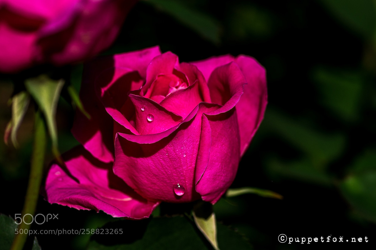 Pentax K-r sample photo. Rose photography