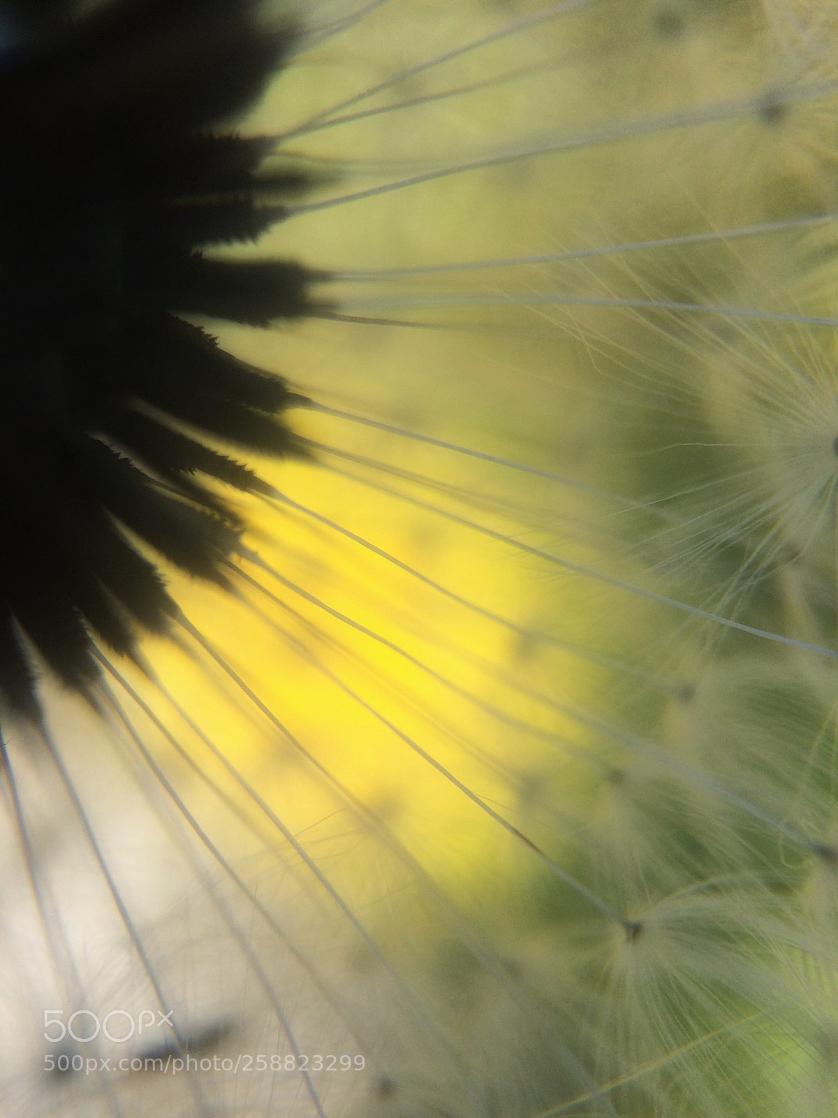 Apple iPhone 5s sample photo. Close to a flower  photography