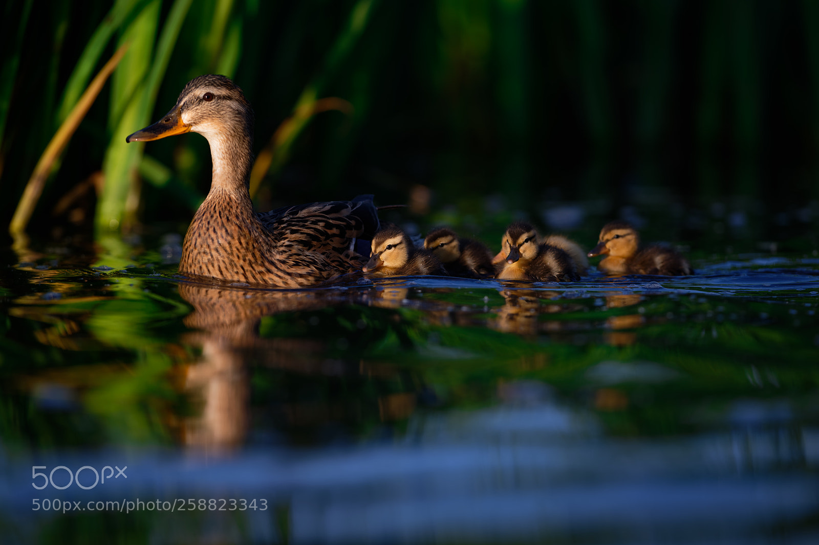 Nikon D850 sample photo. 'mother's reeds' photography