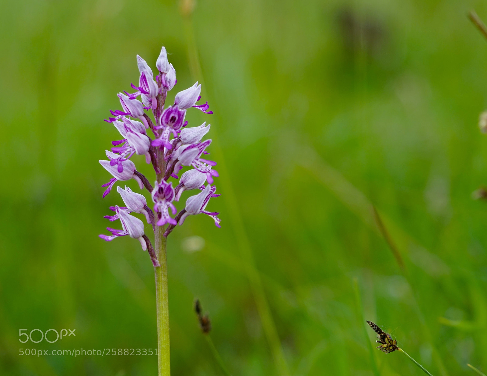 Sony a7R sample photo. Orchidee photography