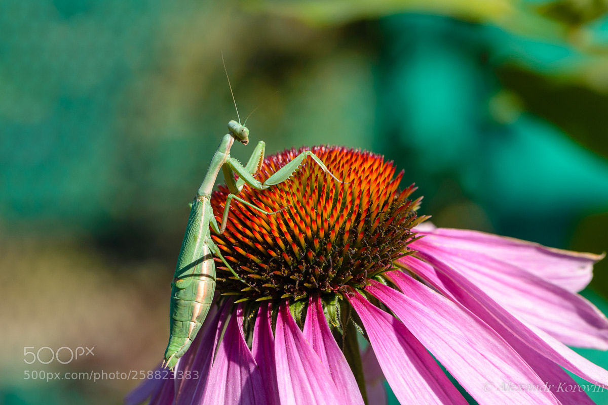 Nikon D610 sample photo. ... photography