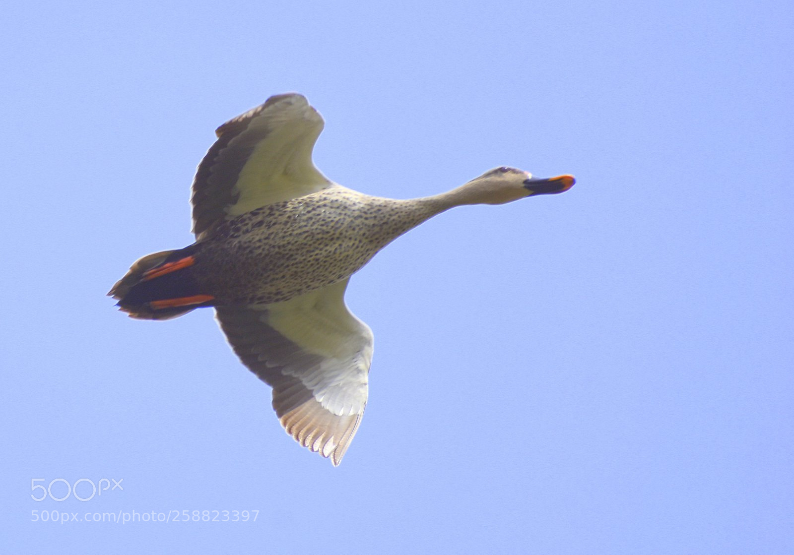 Nikon D7200 sample photo. Spot billed duck photography