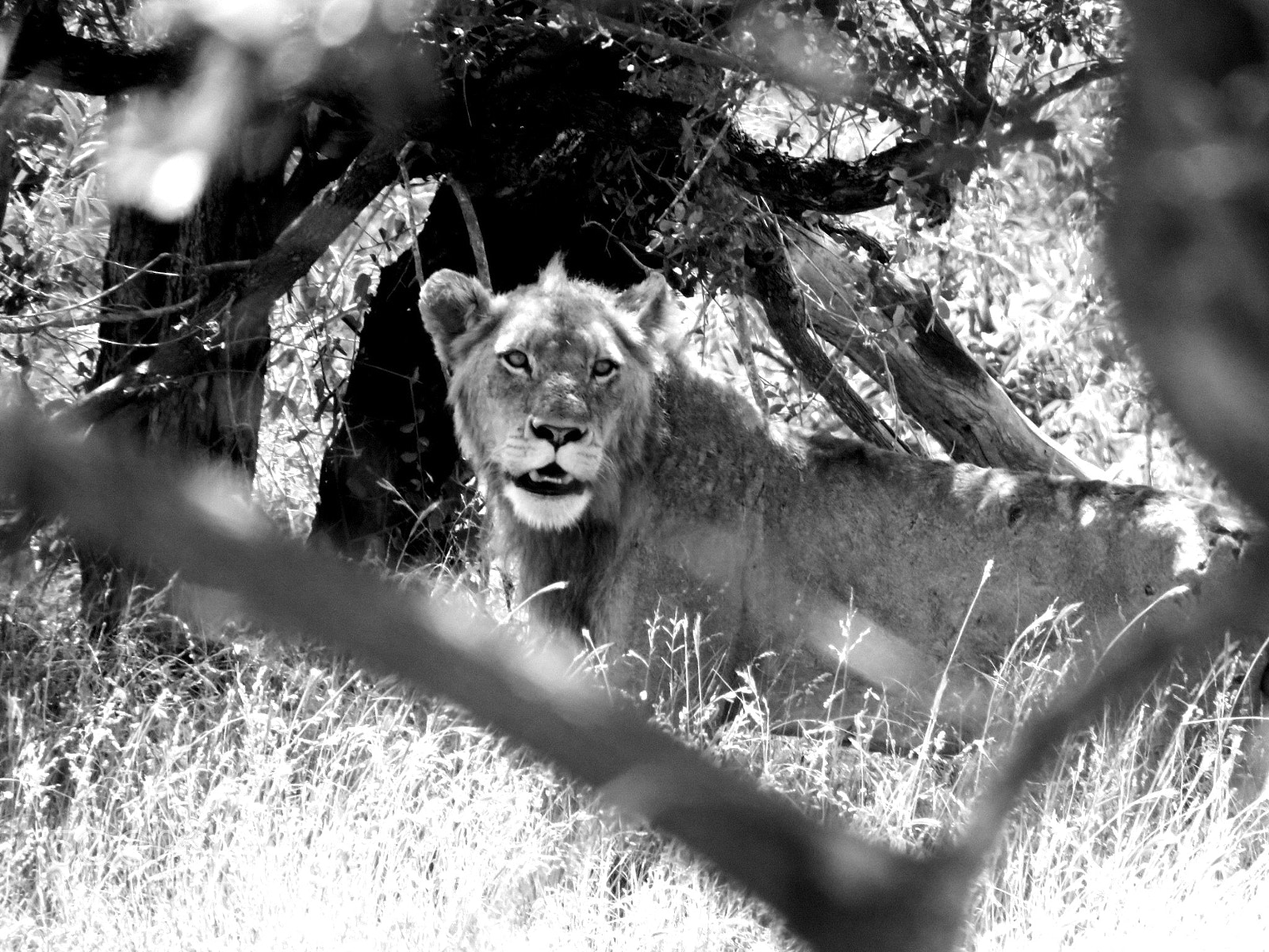 Canon PowerShot SX60 HS sample photo. Lion photography