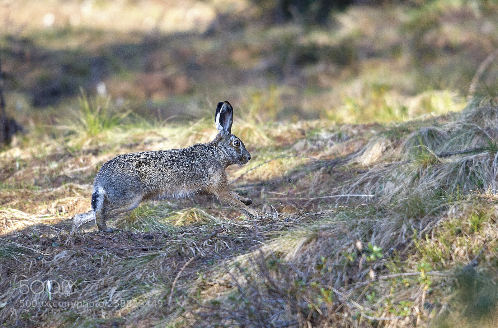 Nikon D3S sample photo. Common hare photography