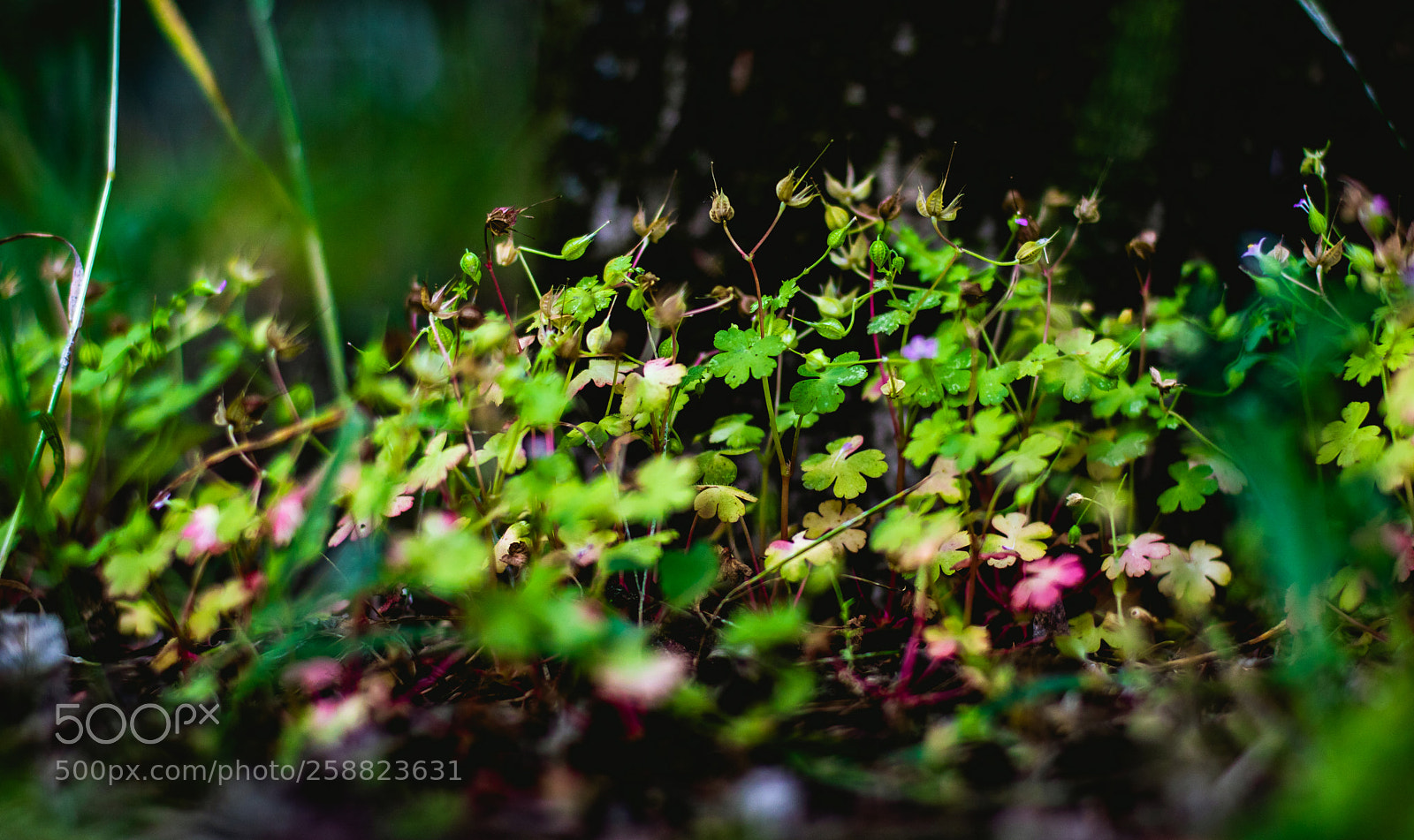 Canon EOS 750D (EOS Rebel T6i / EOS Kiss X8i) sample photo. Untitled photography