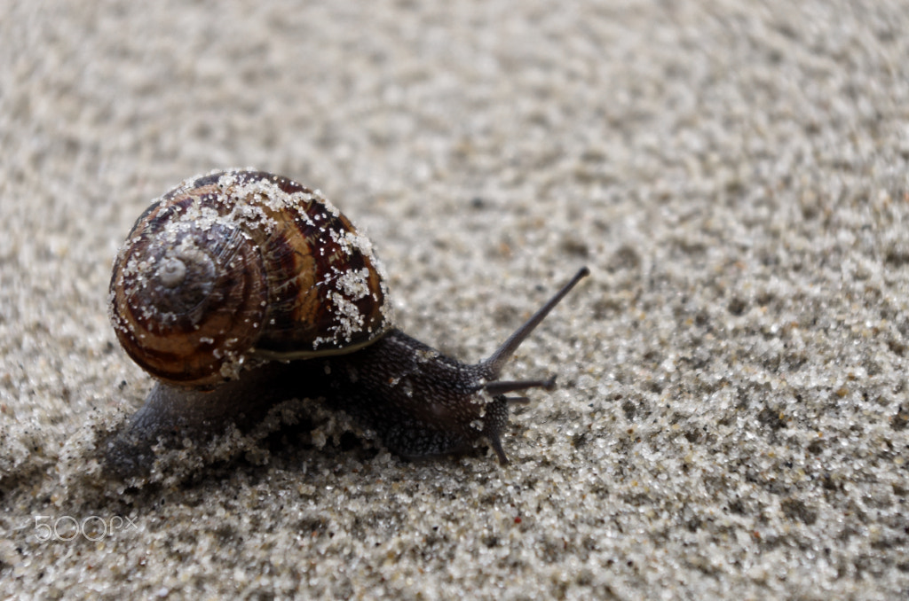 Pentax K-5 sample photo. Sandsnail photography