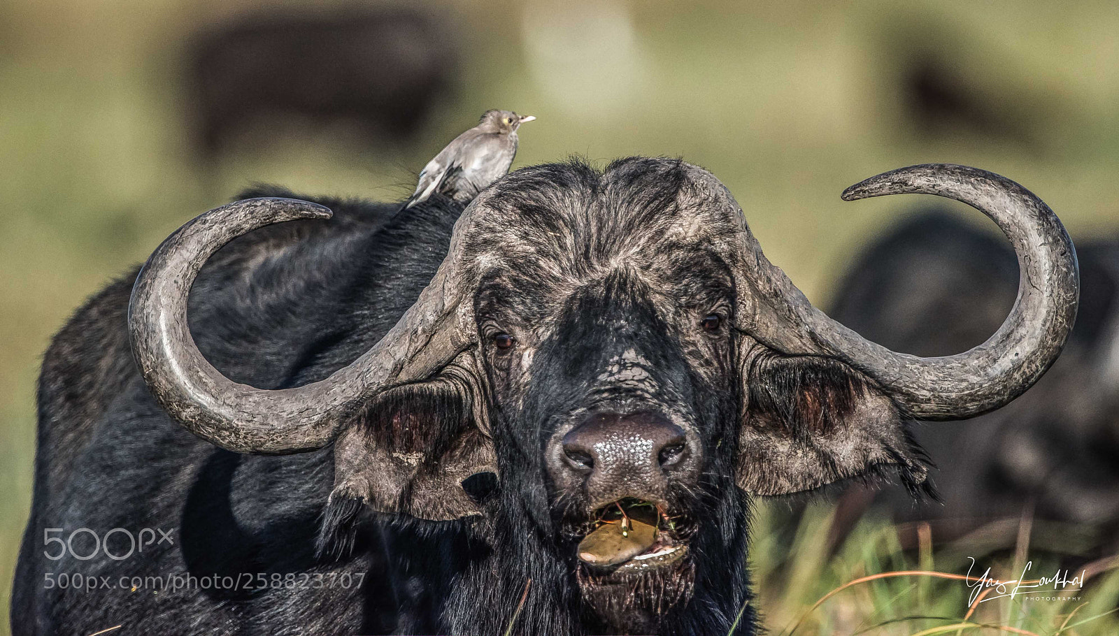 Nikon D810 sample photo. Big and small photography