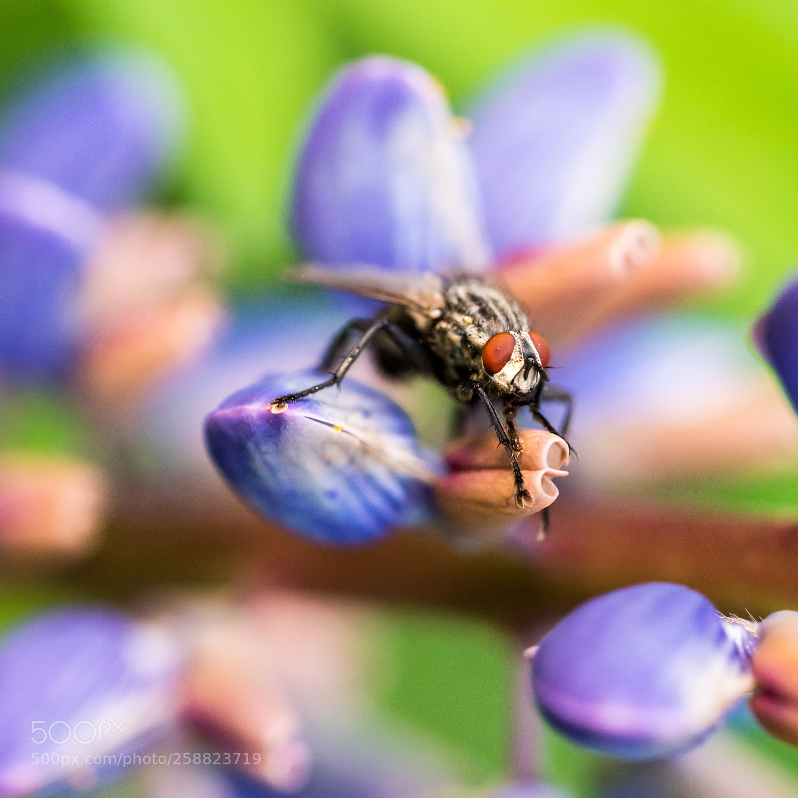 Nikon D750 sample photo. Flesh fly - possibly photography