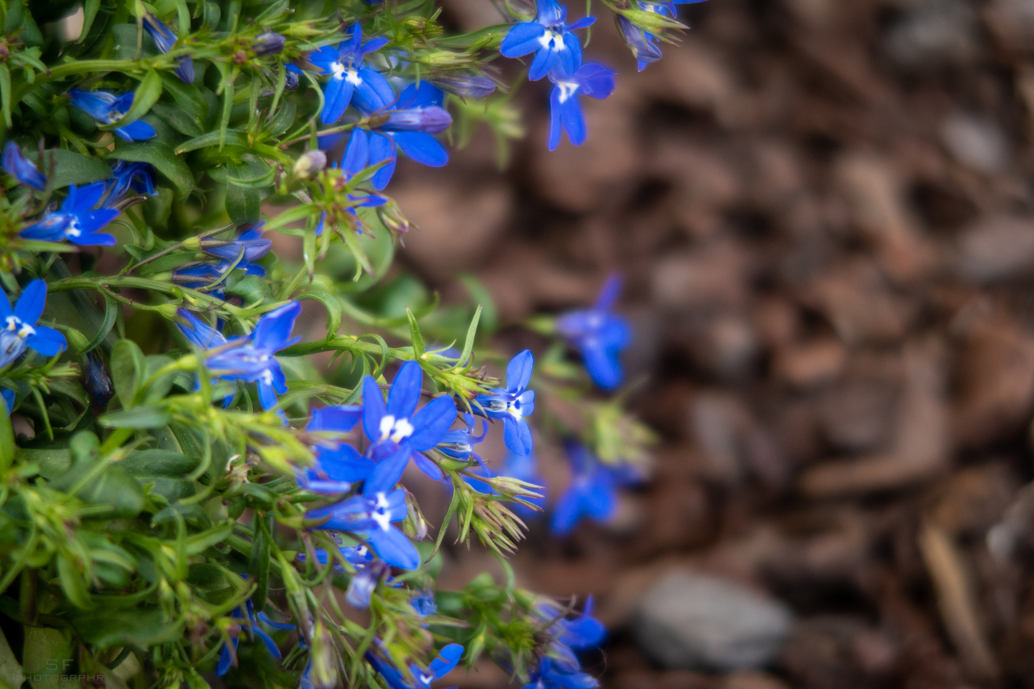 Canon PowerShot G5 X sample photo. Lobelia erinus - 137/365 (blue) photography