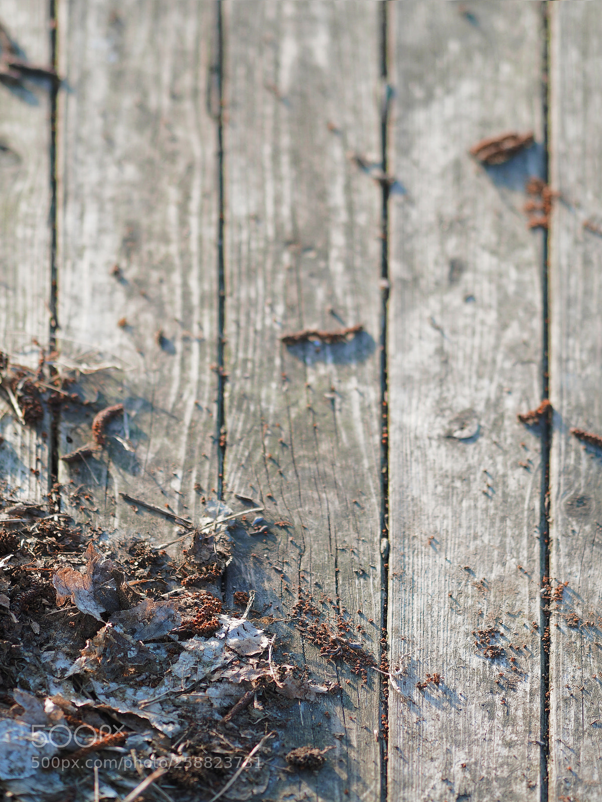 Olympus OM-D E-M5 II sample photo. Rotten photography