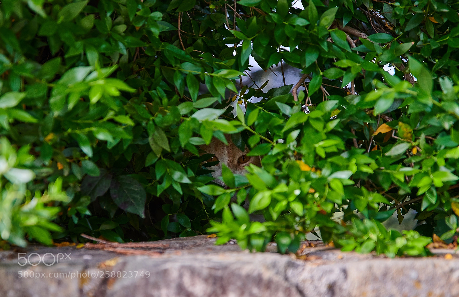 Nikon D850 sample photo. Stalker photography