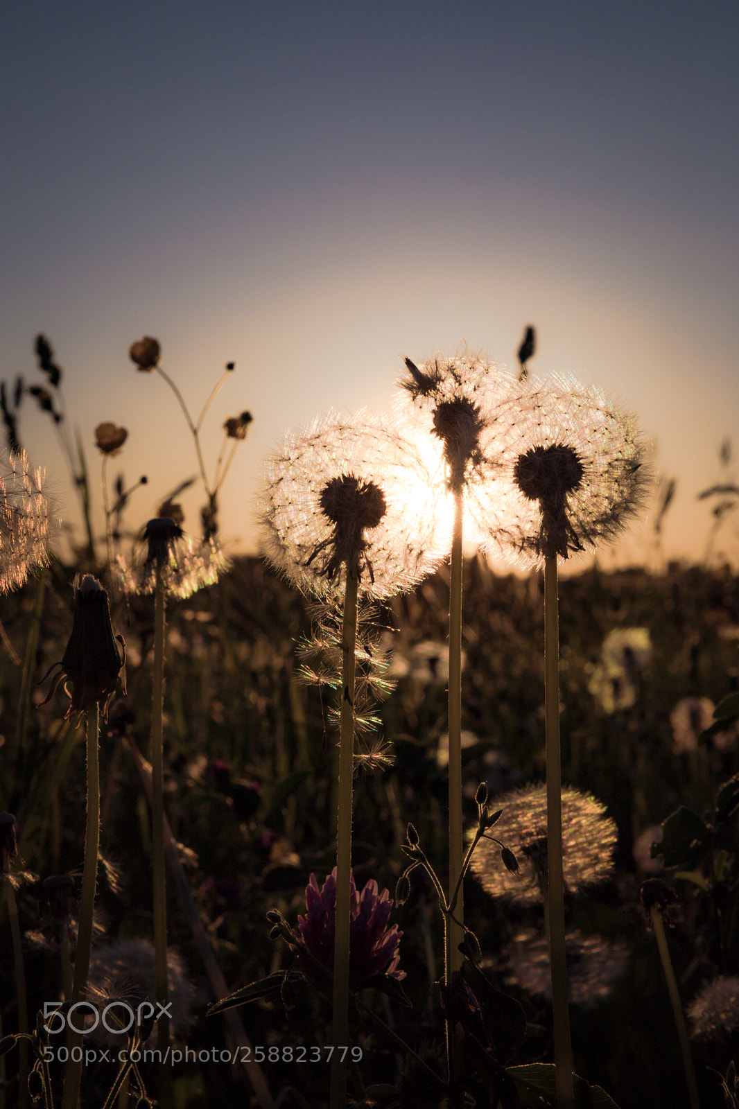 Canon EOS 5D Mark IV sample photo. Sunset in springtime photography