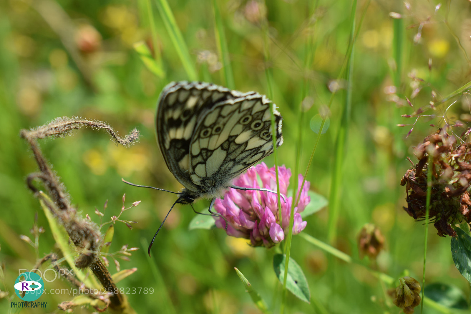 Nikon D3300 sample photo. Butterfly photography