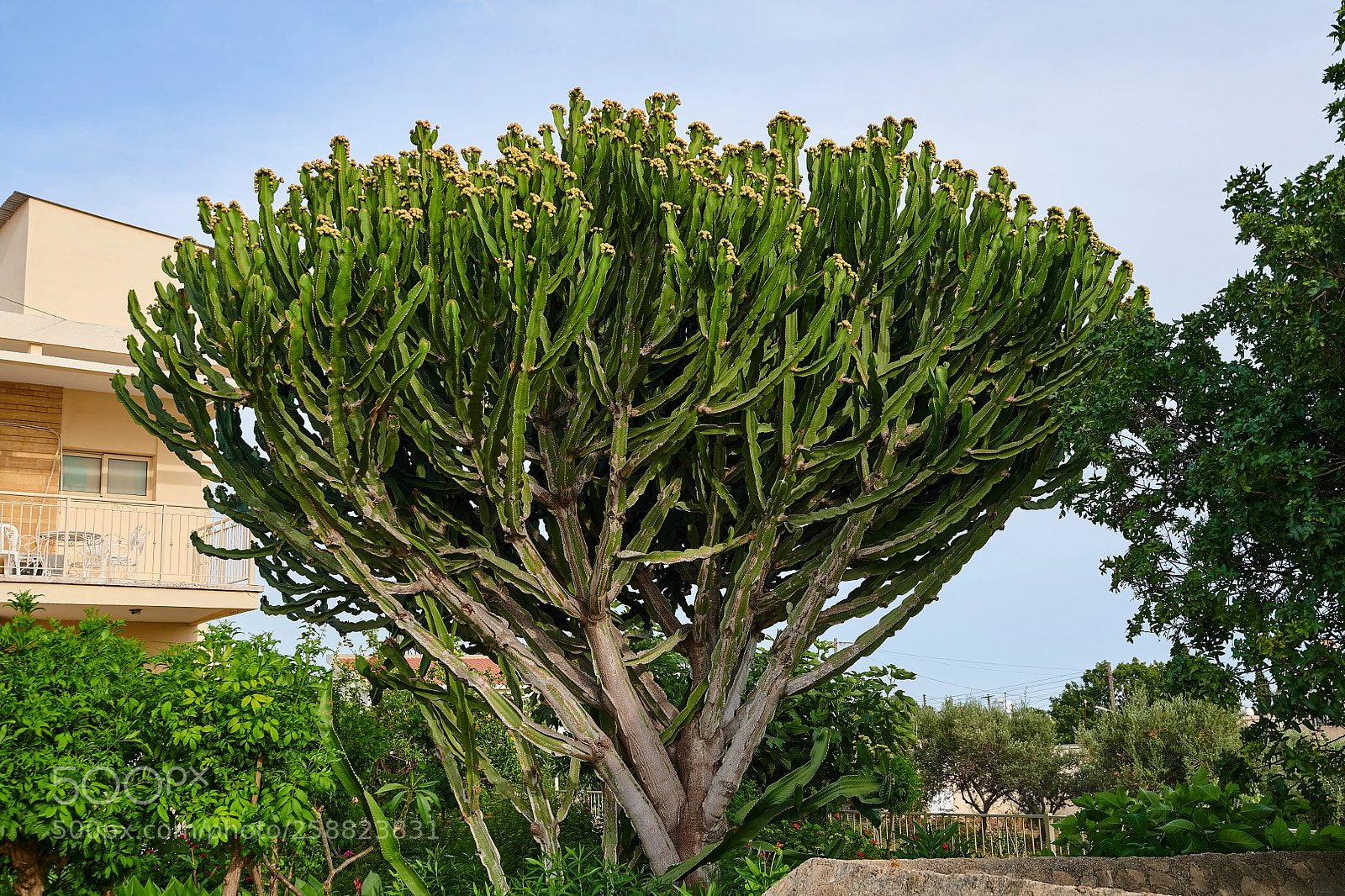 Nikon D850 sample photo. Cactus tree photography