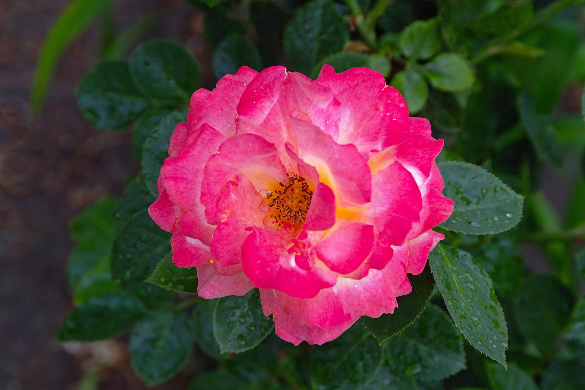 Sigma sd Quattro sample photo. Rose photography