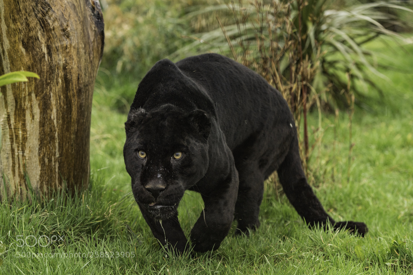 Nikon D5 sample photo. Black jaguar series photography