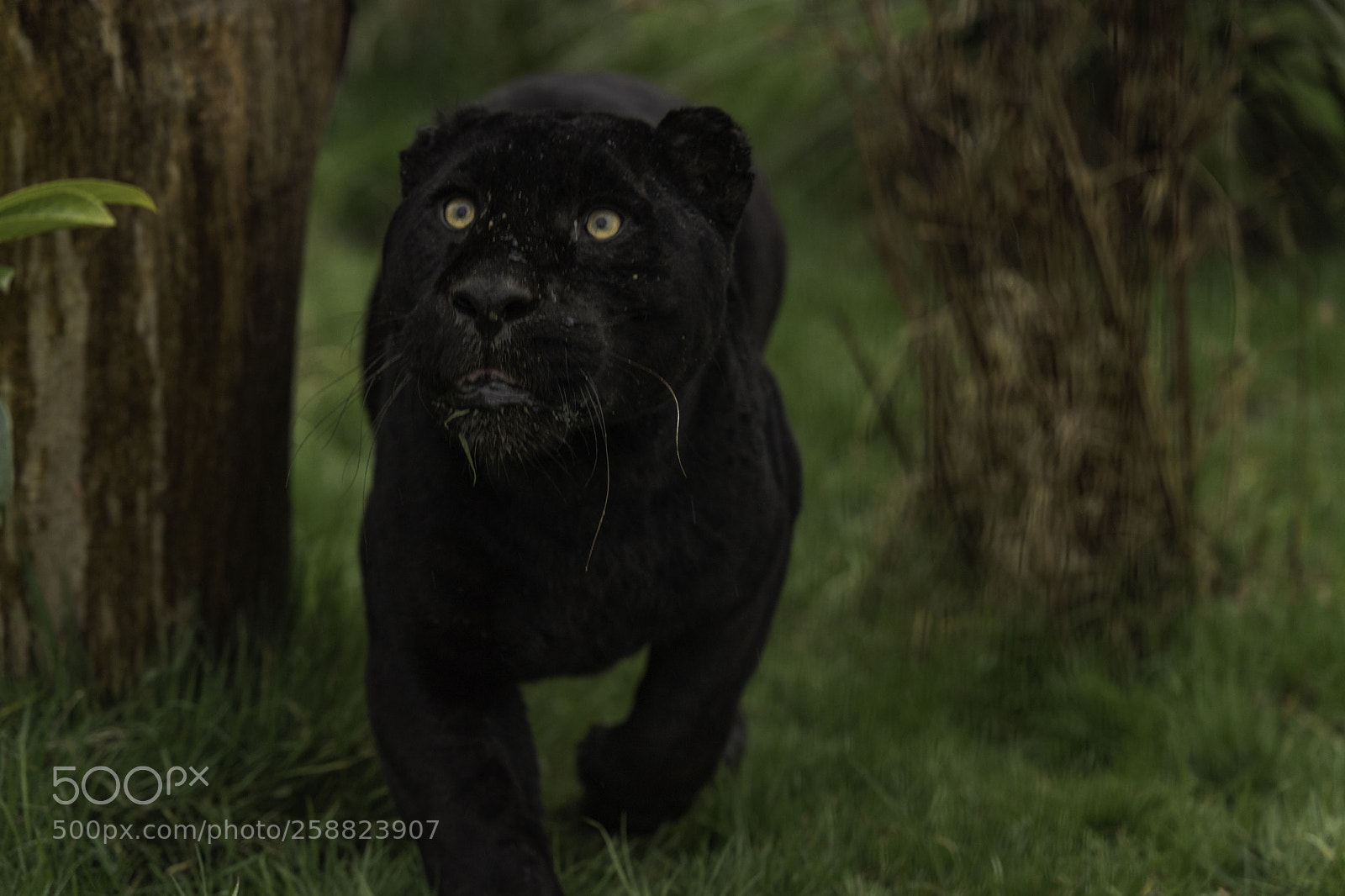 Nikon D5 sample photo. Black jaguar series photography