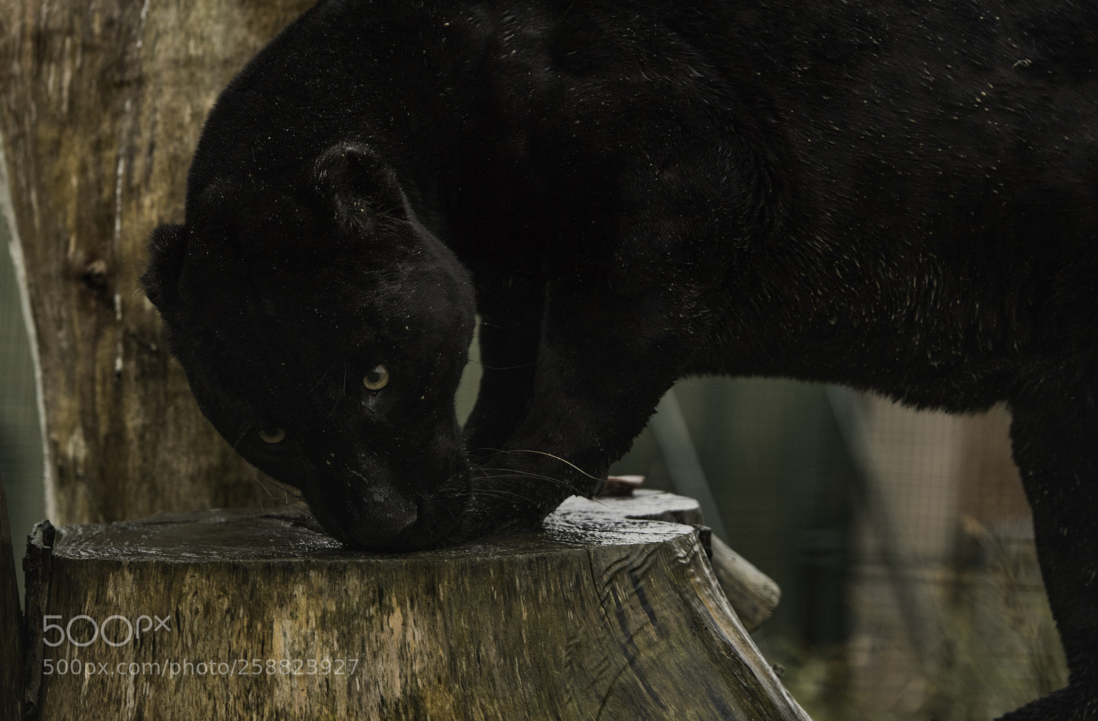Nikon D5 sample photo. Black jaguar series photography