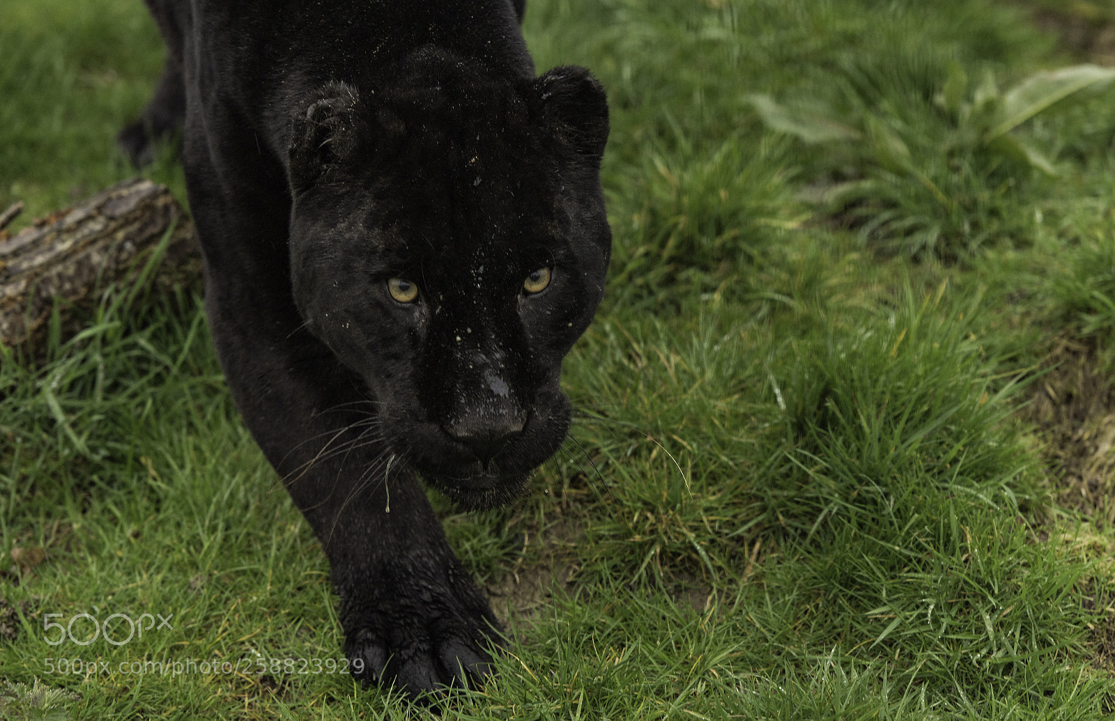 Nikon D5 sample photo. Black jaguar series photography