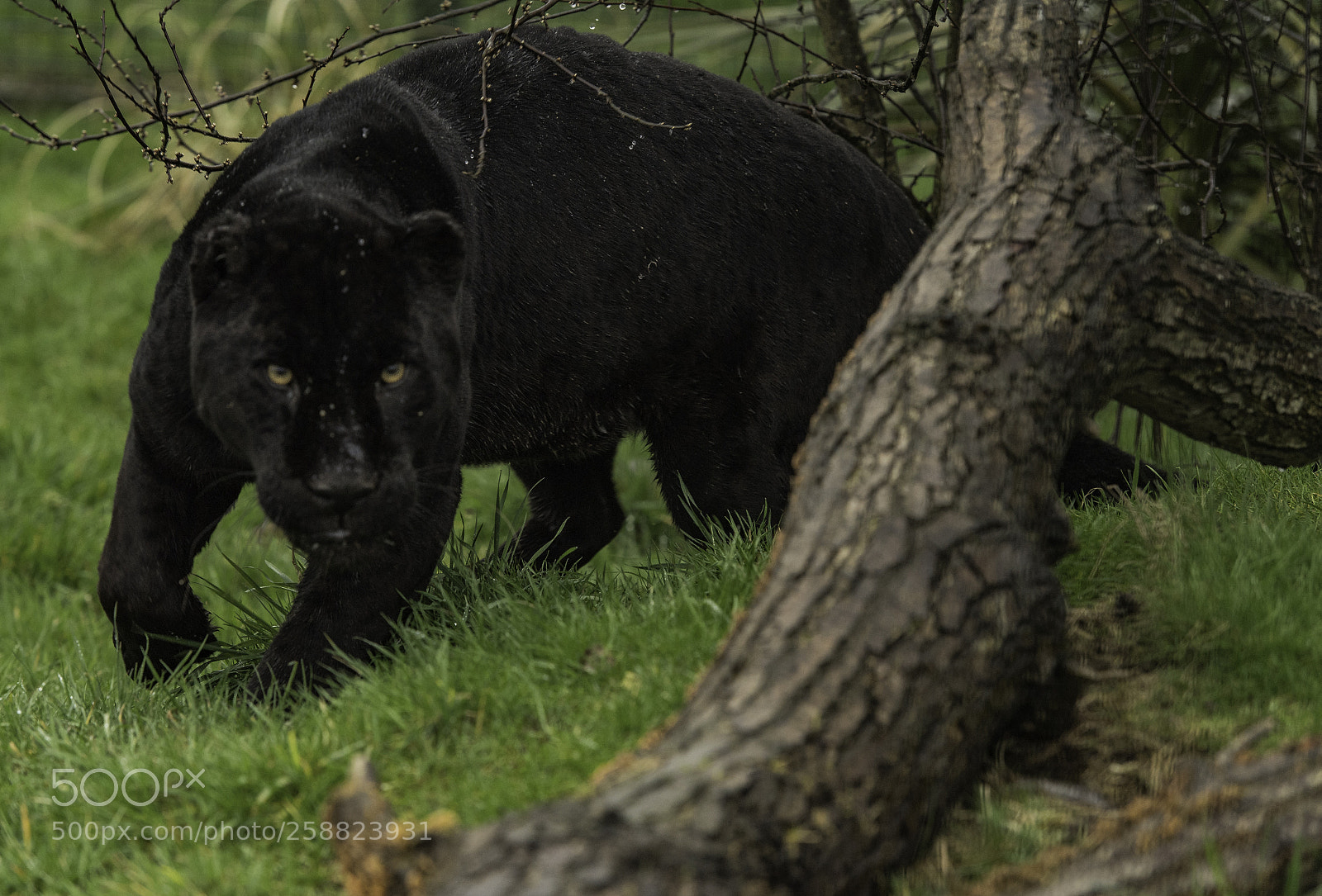Nikon D5 sample photo. Black jaguar series photography
