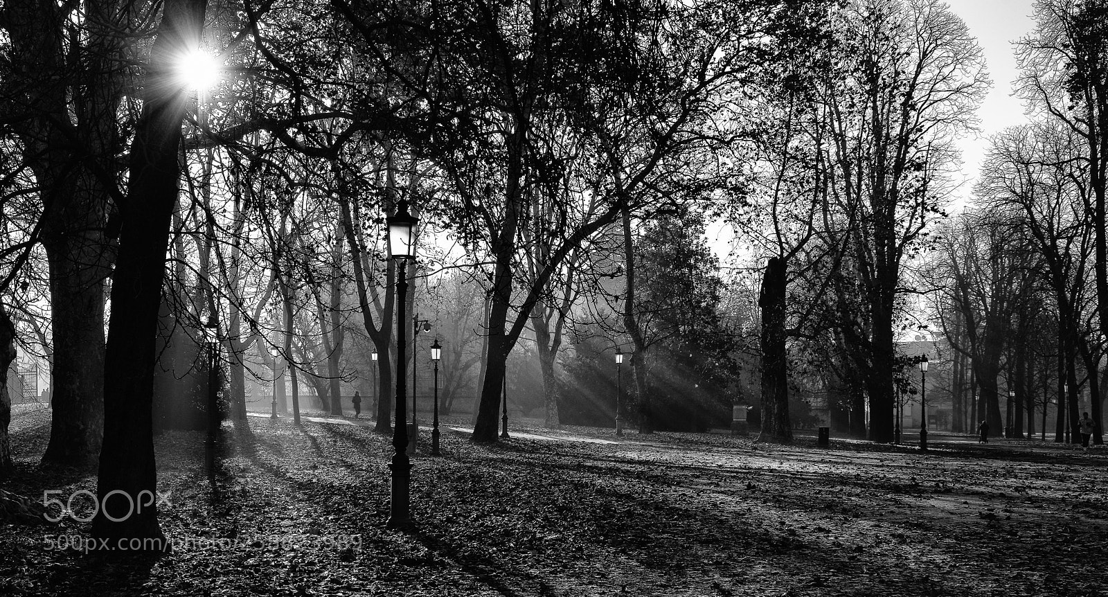 Nikon D800 sample photo. Strolling in the park photography