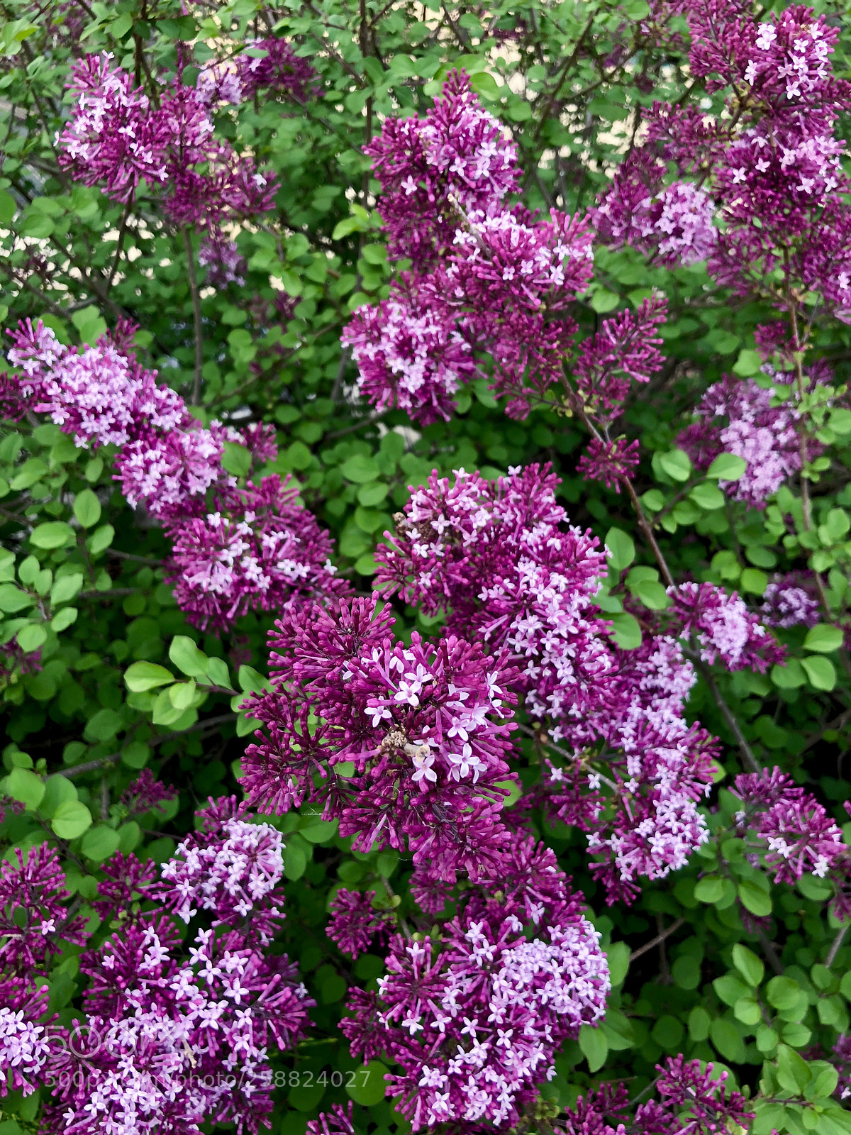 Apple iPhone X sample photo. Flowers photography