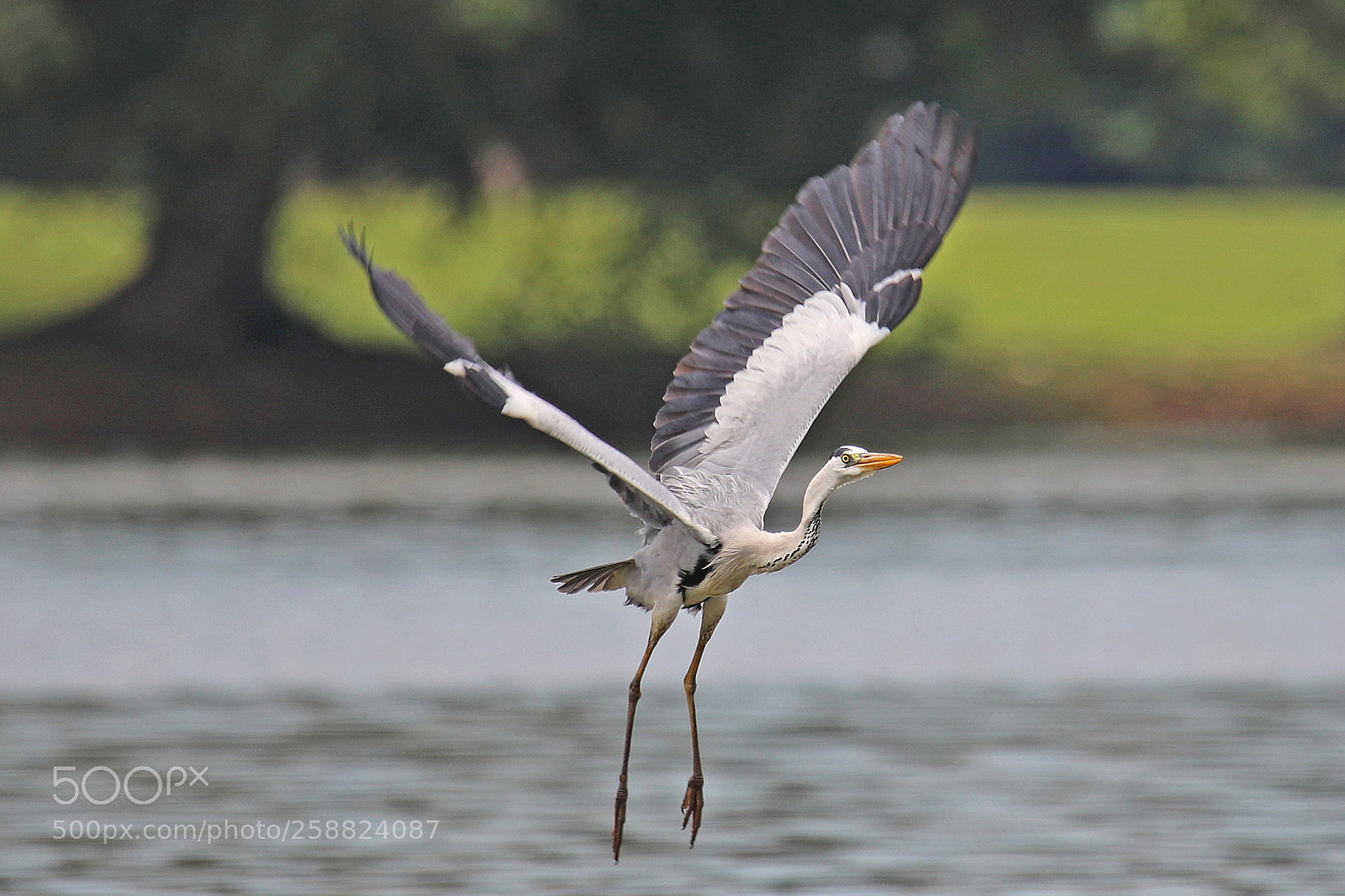 Canon EOS 5D Mark IV sample photo. Fly...fly...fly photography